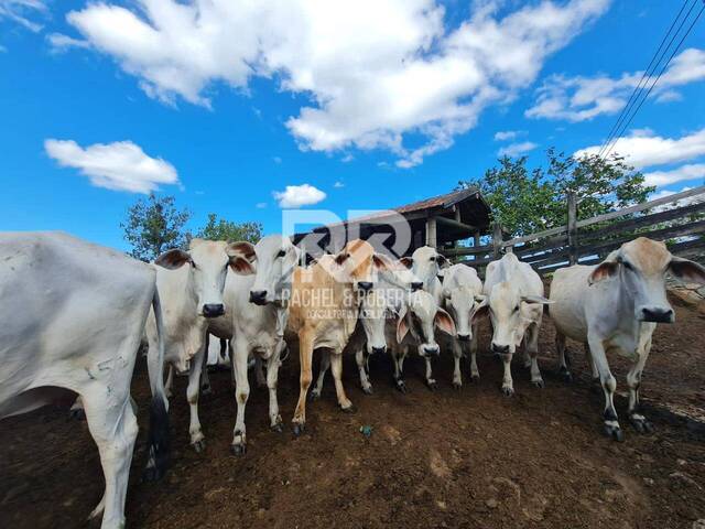 #1487 - Fazenda para Venda em Araruama - RJ - 1