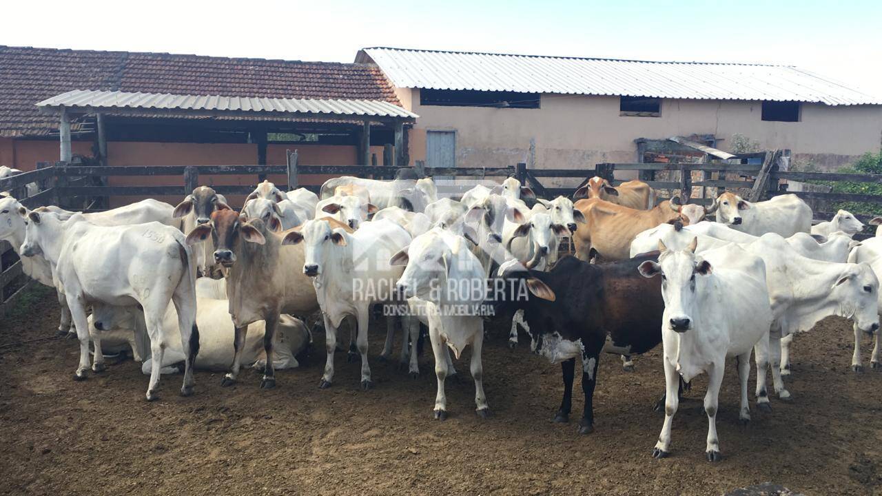 Terreno, 126 hectares - Foto 2