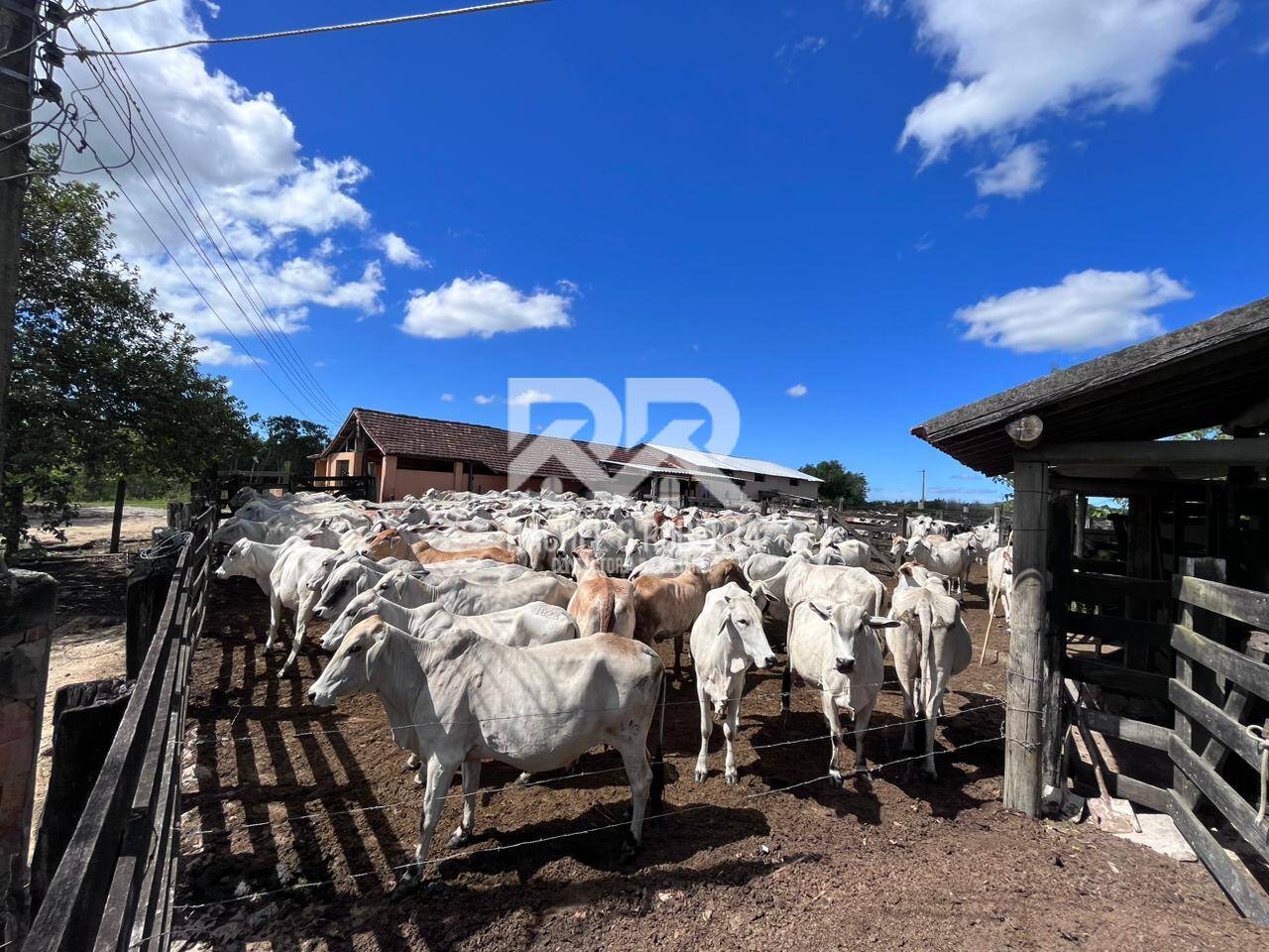 Terreno, 126 hectares - Foto 4