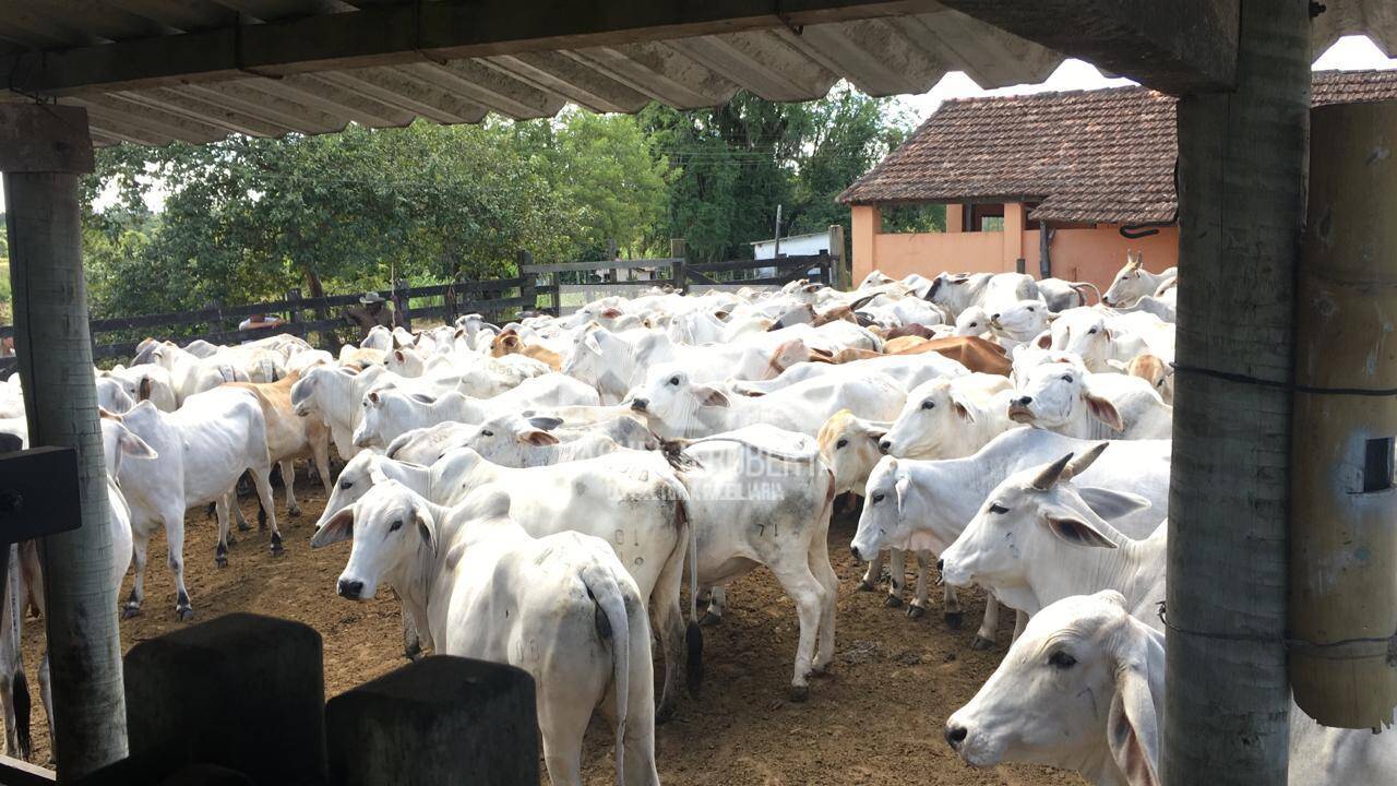 Terreno, 126 hectares - Foto 6