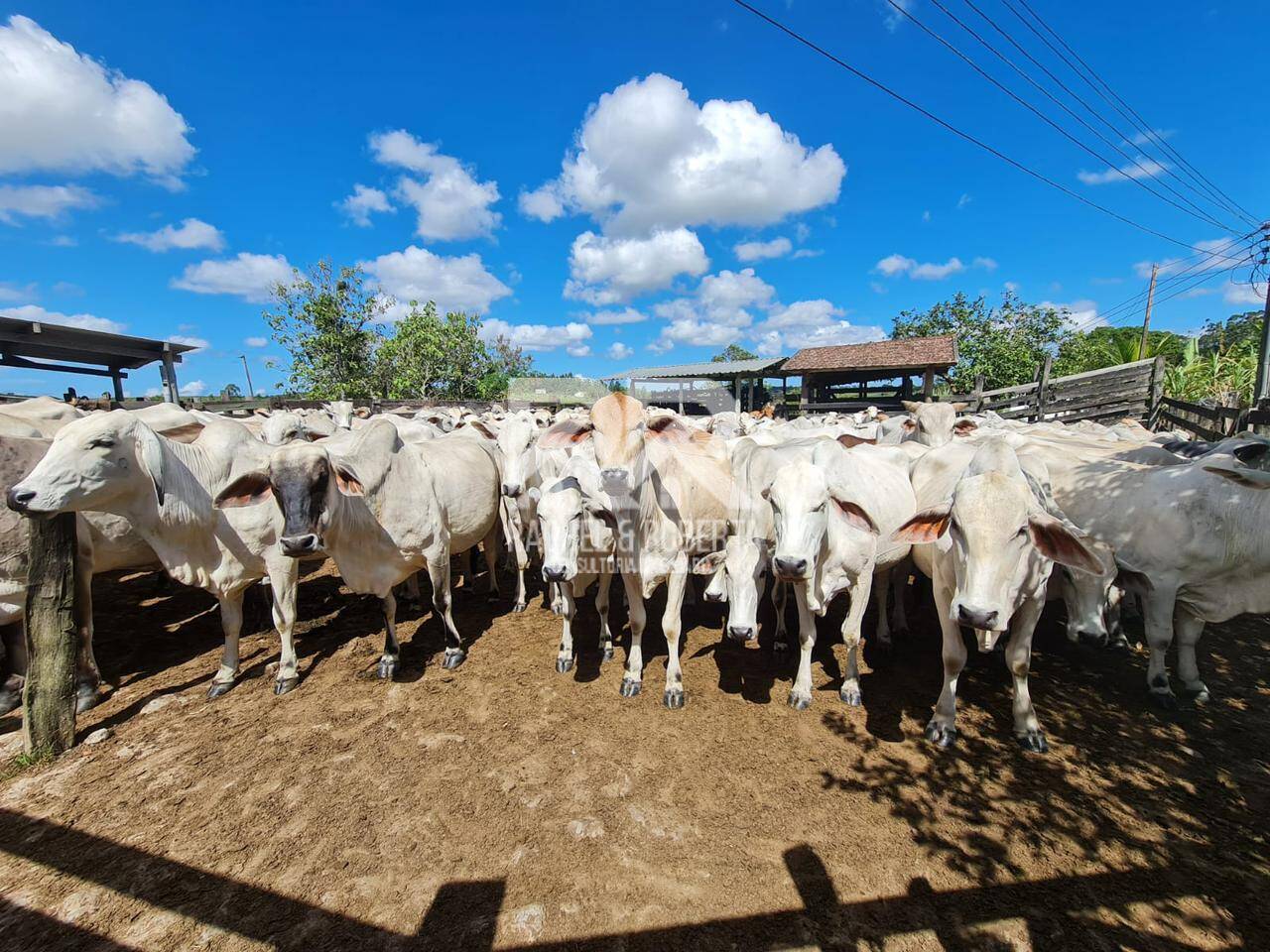 Terreno, 126 hectares - Foto 13