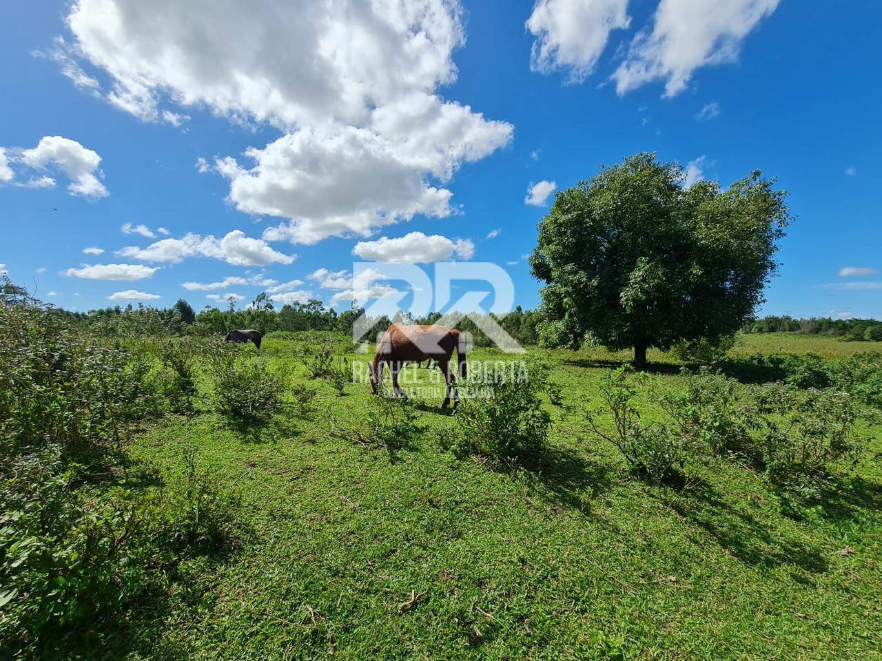 Terreno, 126 hectares - Foto 21