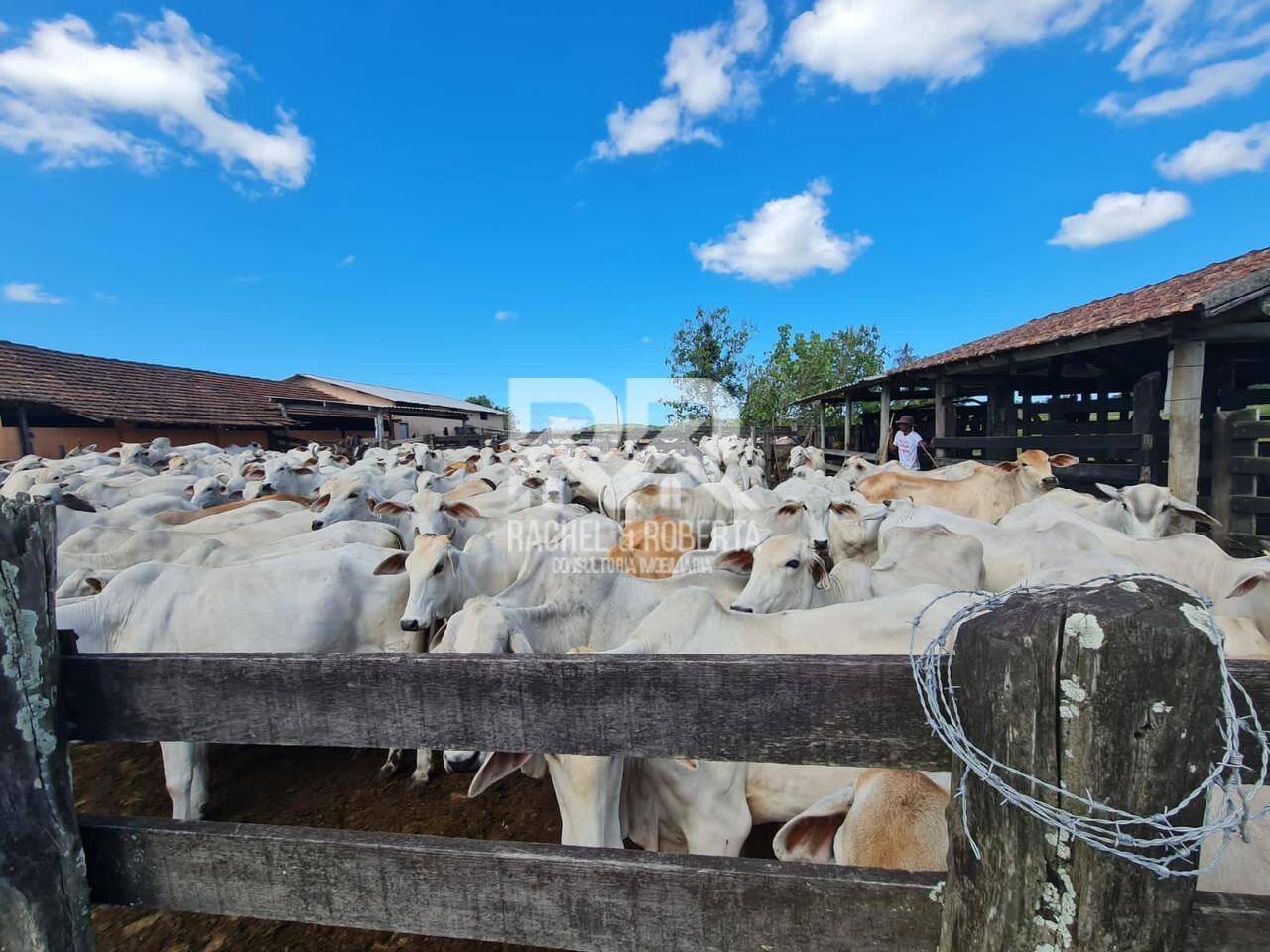 Terreno, 126 hectares - Foto 27