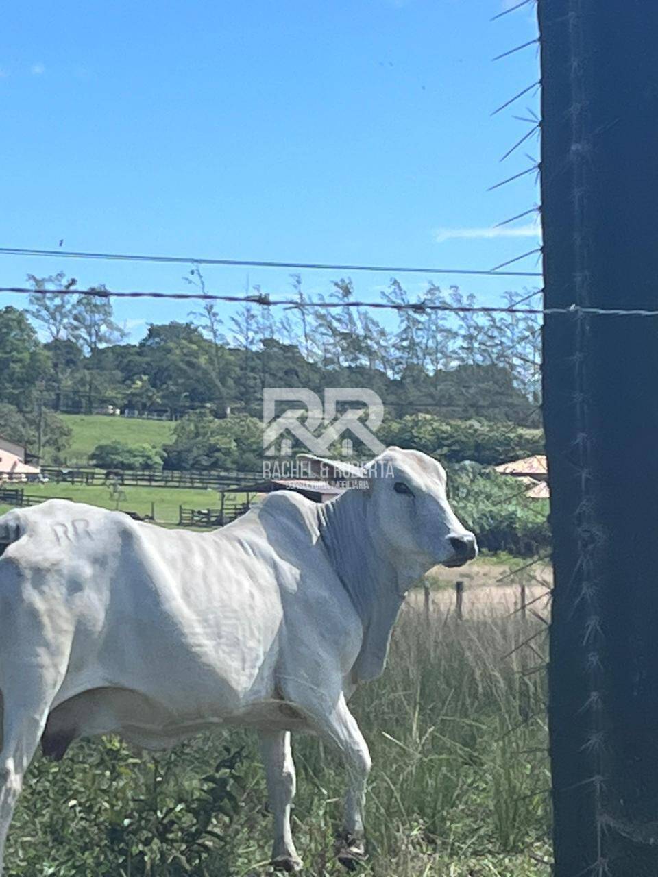 Terreno, 126 hectares - Foto 32