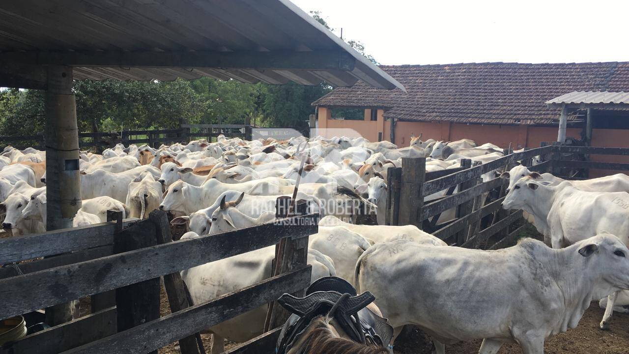 Terreno, 126 hectares - Foto 45